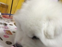 养而不爱如养猪，爱而不敬如养狗
