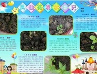 《为什么速度越快，时间越少》读后感锦集