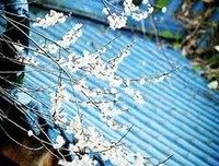茶靡月儿的名言