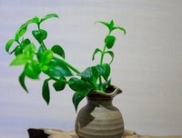 《《匠人匠心：用一生，做好一件事》》的读后感大全