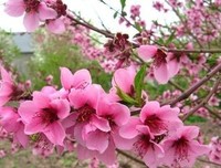 关于起不以好觉起不以个都而人好觉桃花的优美句子
