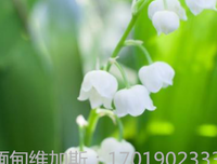 缅甸维加斯