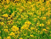 诗与歌·新律·春天美好花连花二首·四季歌二首·歌词