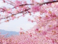 迷人佳句优美的句子
