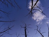 《盛开的樱花林下》的读后感大全