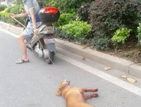 从前，我也有只小狗
