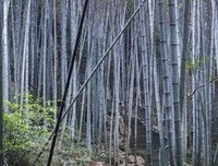 青城，炊烟名句欣赏