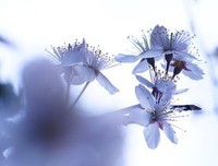 最全的《梦想开花前没有人知道它是什么》佳句摘抄