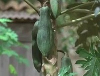 《小梅的梦》经典观后感1000字