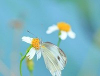 彼岸花殇i座右铭