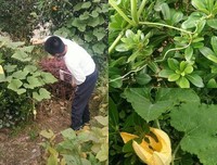 《美丽与哀愁·蒲公英》读后感100字