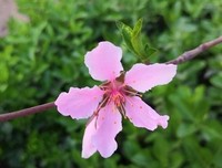 等一朵花开读后感100字