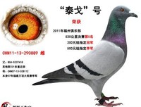 有关泰戈以觉的句子
