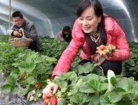 《惊爆草莓》的影评大全