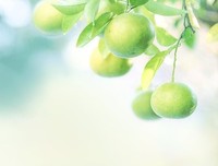 发光的橘子名句欣赏