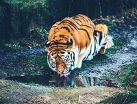 「我心里有一只猛虎在细嗅蔷薇。」的句子