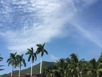 胡椒树上的鹦鹉读后感100字