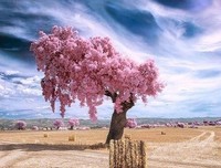 《所谓爱情》的句子