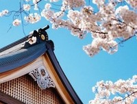 《神风特攻队、樱花与民族主义》读后感锦集