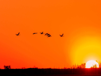 踏雪无痕的句子