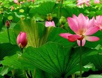 亚瑟·叔本华经典语录