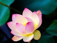 最新的《爱你没错》好段摘抄