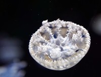 深海里的星星·1读后感摘抄