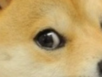 《忠犬八公物语》经典观后感集