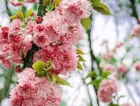 各种句子