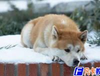 《忠犬八公》读后感精选
