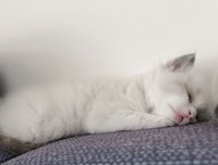 猫咪家庭医学大百科读后感精选