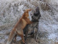 我与狐狸，关于友谊