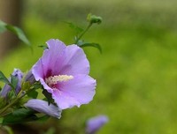 诗歌·新律·我们走过时光·风吹花落五首