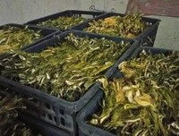 《92霸王花与霸王花》观后感100字
