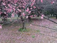 无奈朝来寒雨晚来风优美的句子