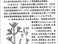 《银子：一部生活史》读后感1000字