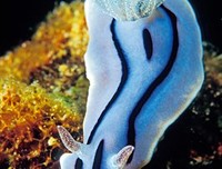 《海底小精灵》观后感摘抄