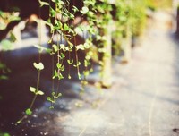 既然琴瑟起句子大全