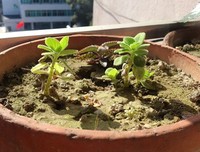 沐浴着生命的阳光