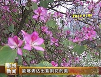 关于有这样一种美妙的句子