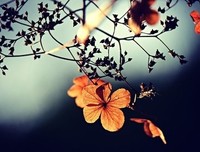 关于目送合集的优美句子