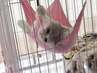 《伸懒腰的学问》读后感精选