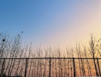 关于辛波斯卡（Wislawa Szymborska）的句子