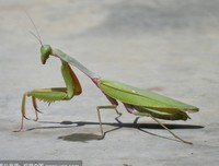 《螳螂》经典影评集