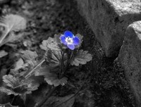 《花儿怒放》影评摘抄