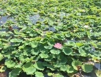做事的常识读后感摘抄