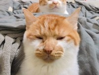 白鼻子猫