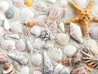 《海的那一边》经典读后感有感