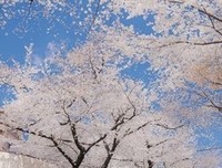 卢思浩句子