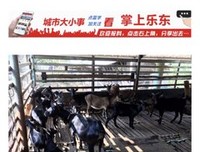 都想当头羊